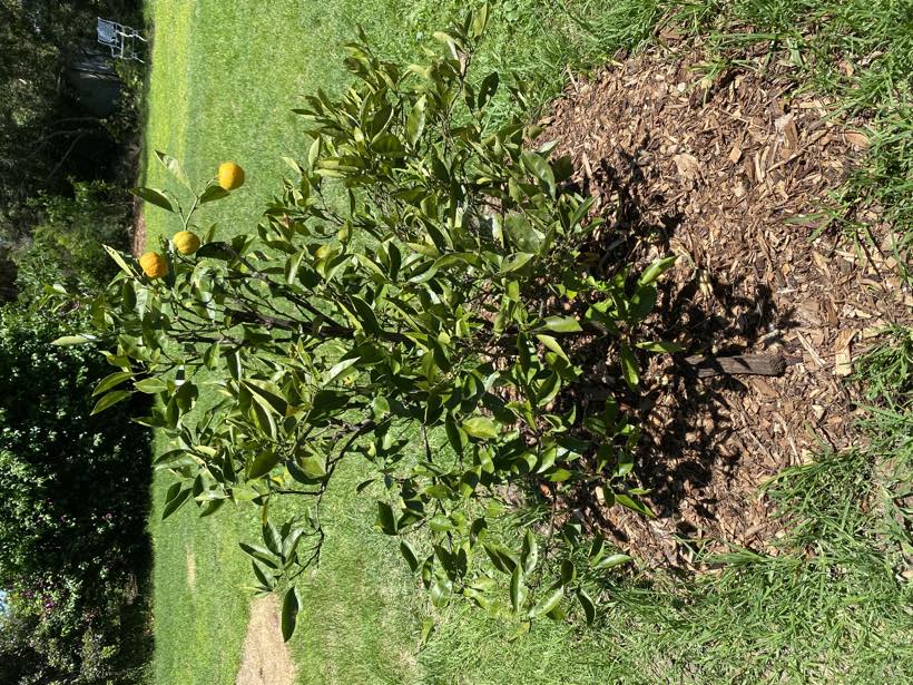 A young orange tree carrying fruit, mulched in a wide circle in lawn