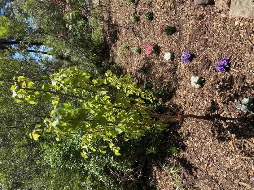 A young plum tree underplanted with flowering annuals in mulch