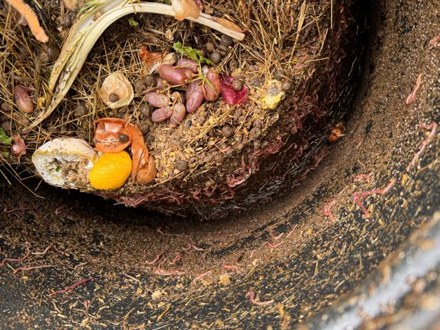 Inside a worm farm showing composting worms among kitchen scraps and bedding