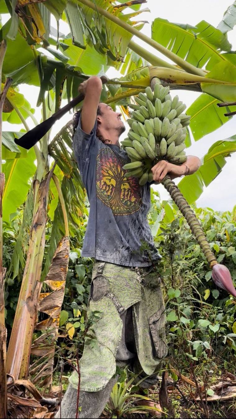 Joel harvesting a banana bunch