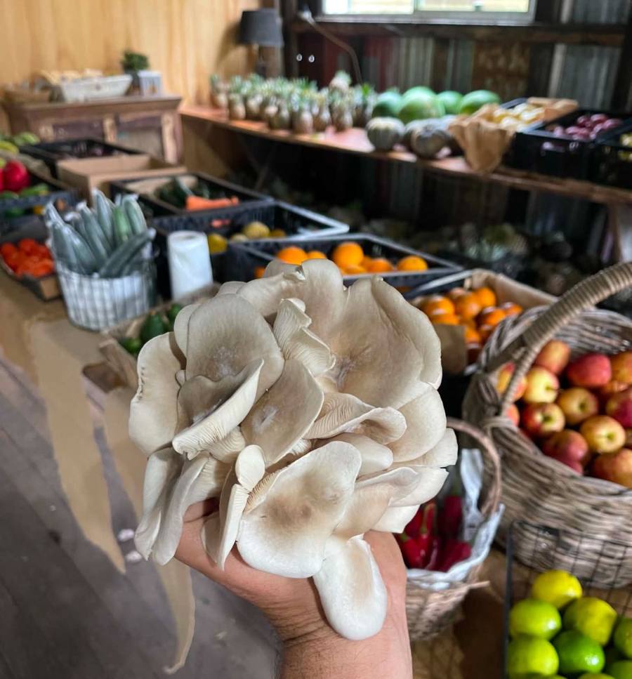 Oyster mushrooms in the shop