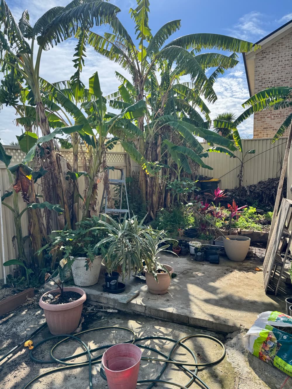 An overgrown banana clump in a small suburban backyard, dead leaves hanging, pots and a ladder stacked around it