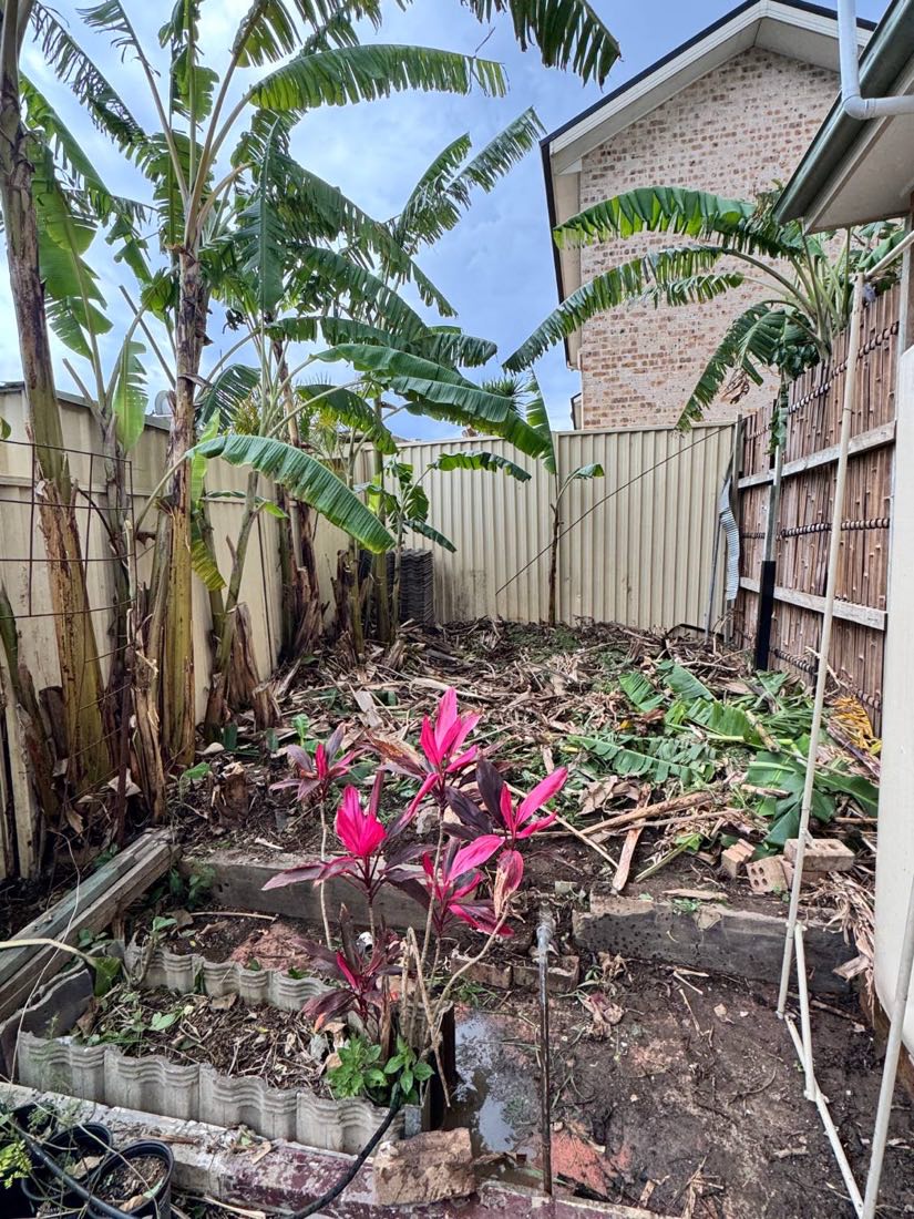 Tidied banana clump and freshly mulched bed at the Parramatta backyard