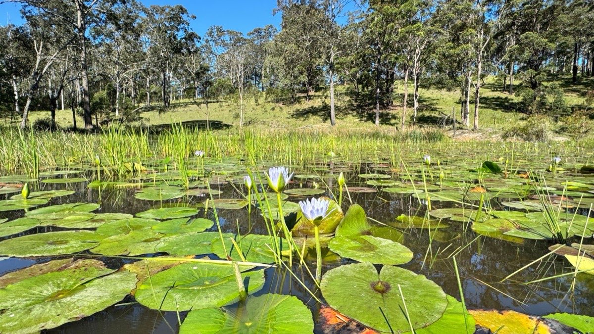 Flowering blue lotus on the full-sun dam at Rainbow Flat