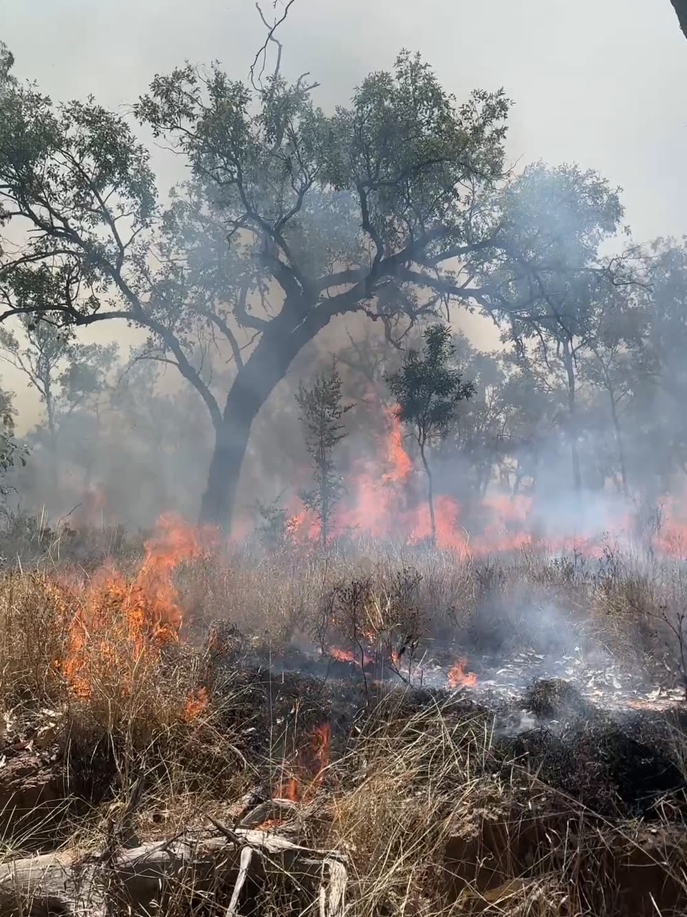 A low fire running through dry grass under an untouched eucalypt canopy, smoke drifting and blackened ground behind the flame front