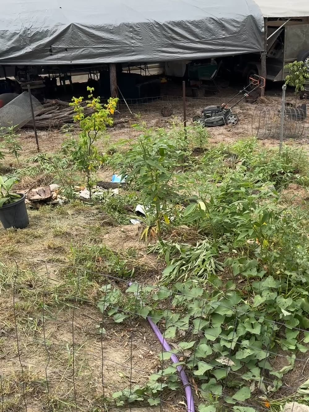 A fenced garden bed with sweet potato running across the ground, cut pigeon pea prunings lying as mulch, a mower by the fence and vehicles under a tarpaulin behind