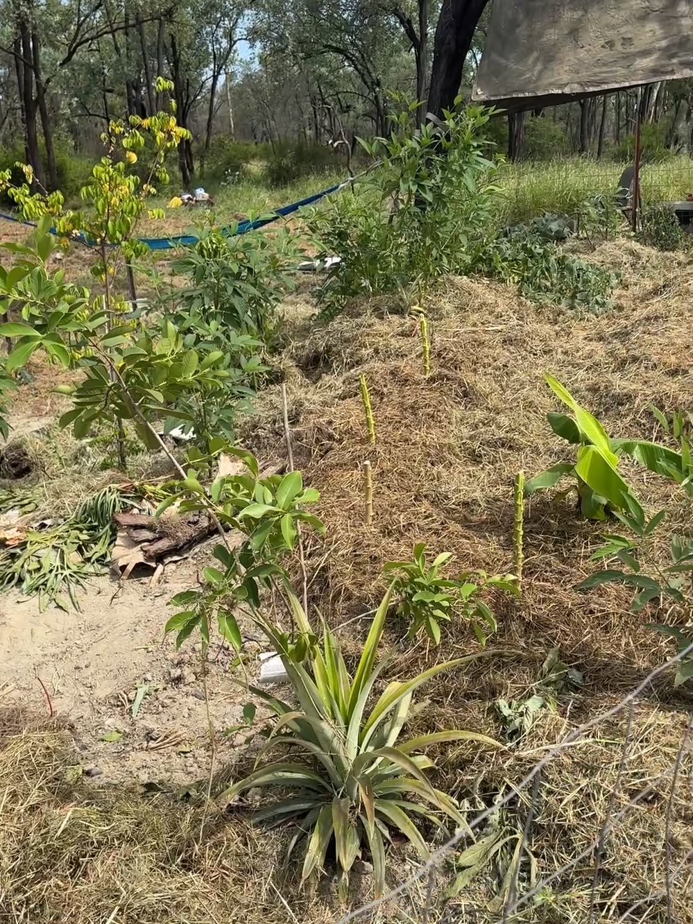 A garden bed under thick dry grass mulch with a pineapple, banana pups and young fruit trees growing through it, bushland and a shade tarp behind