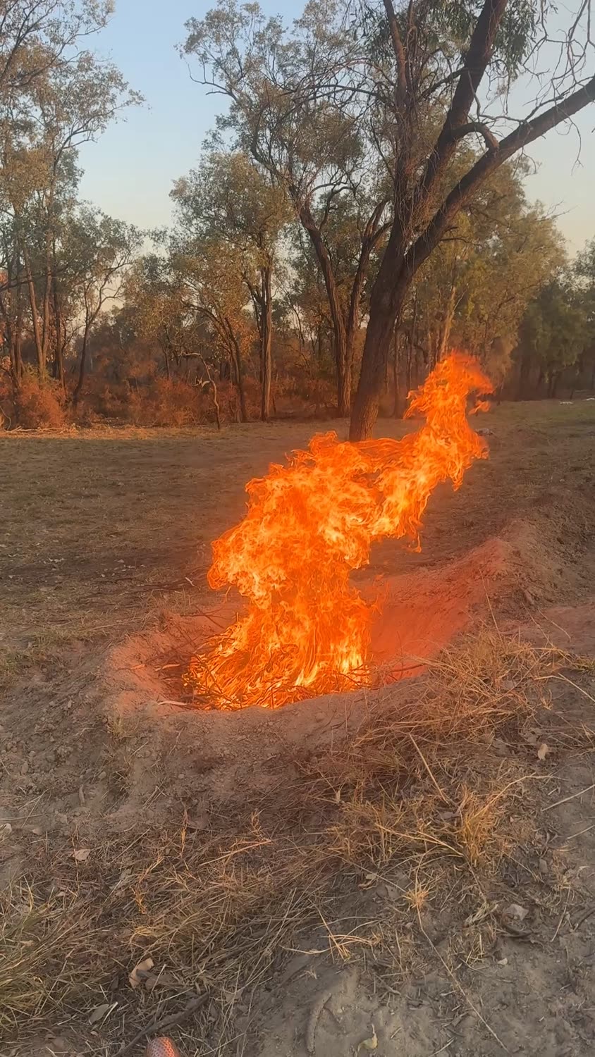 A pit fire burning down in sandy ground at dusk among eucalypts