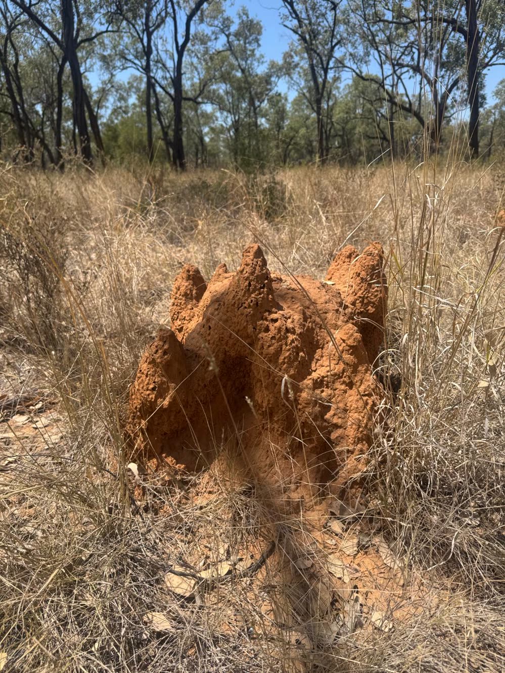 A turreted orange termite mound standing in dry grass among eucalypts