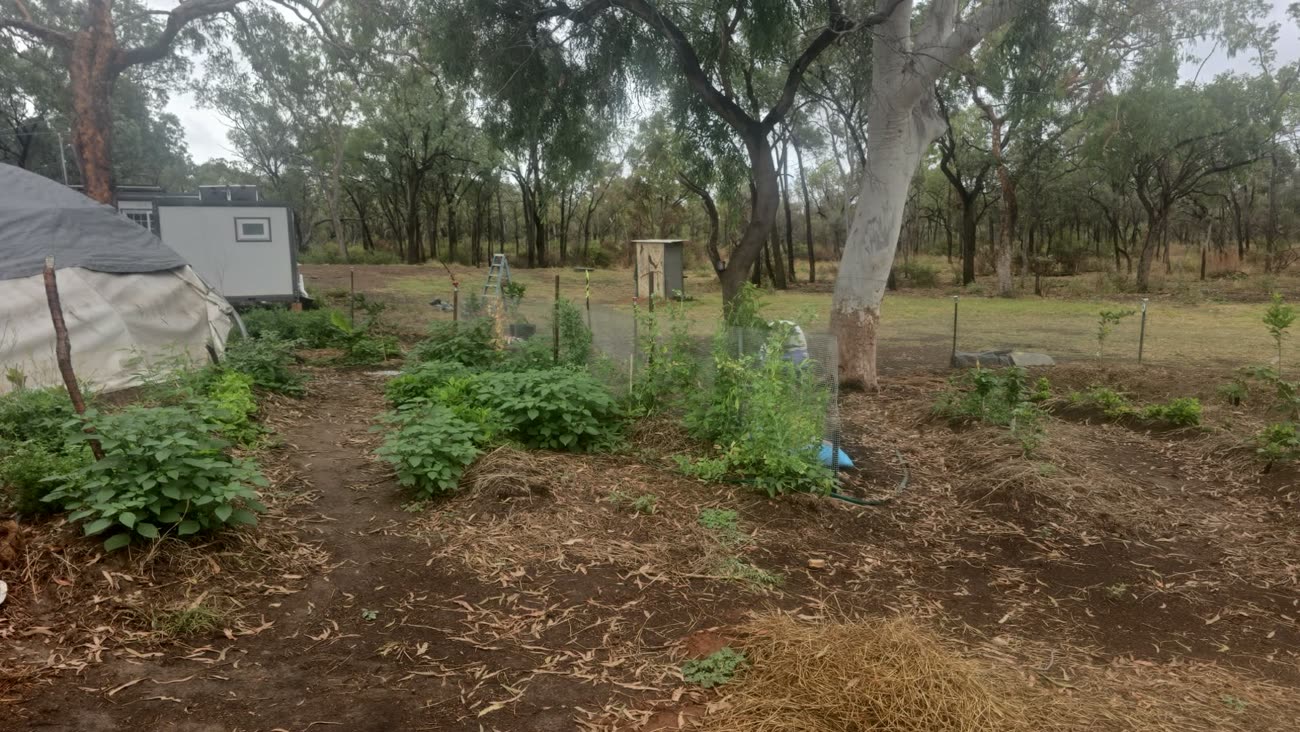 A young food forest on semi-arid country: mulched beds and small trees in guards, a tent and a caravan under eucalypts