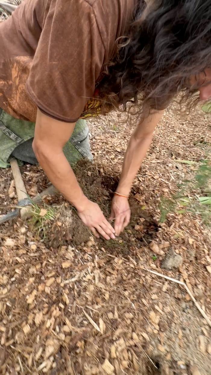 Hands planting into mulch