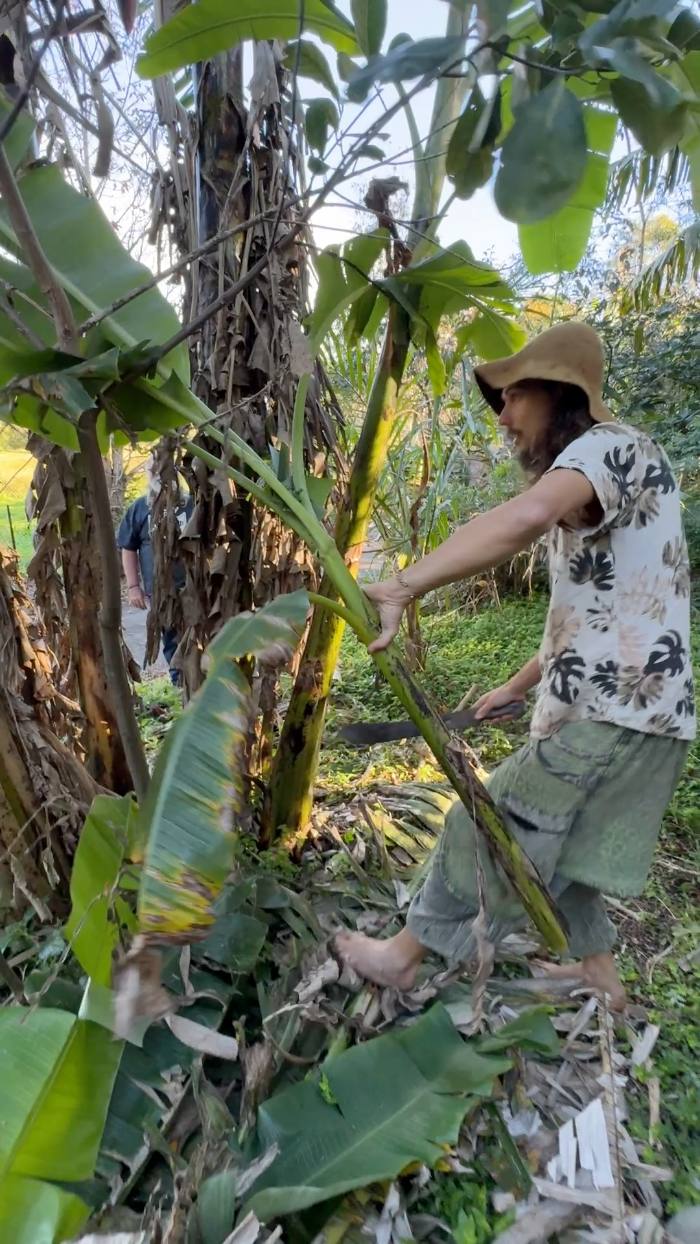Pruning an established banana circle